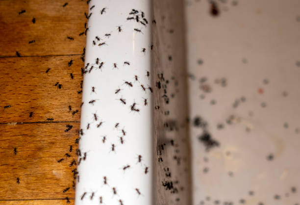 Best Best Pest Control Companies  in Egon City, OR